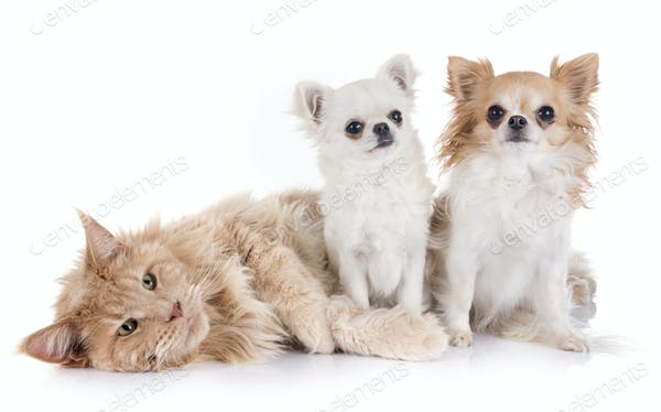 Dos perros chihuahua sentados y un gato tumbado