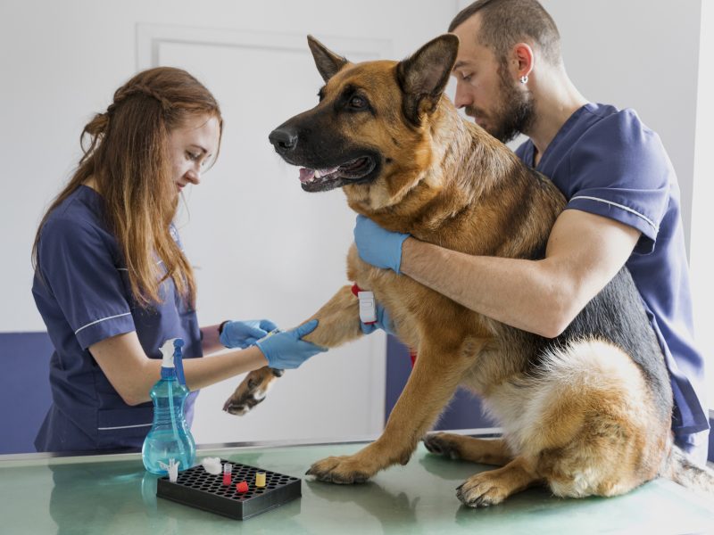 Veterinarios curando pata de perro pastor alemán