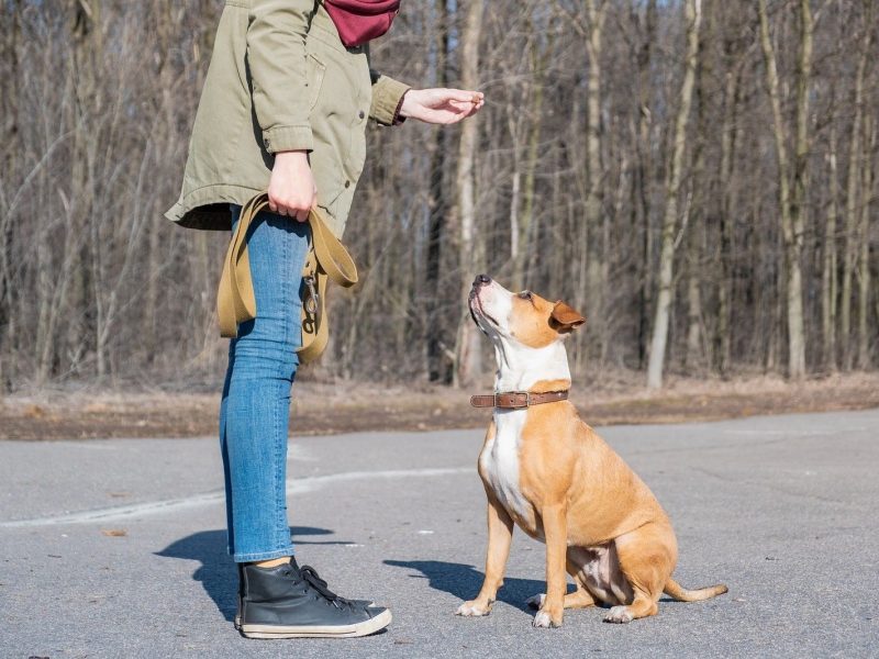 Persona adiestrando a perro en la calle