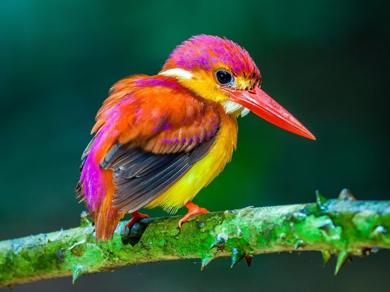 Pájaro multicolor sobre rama