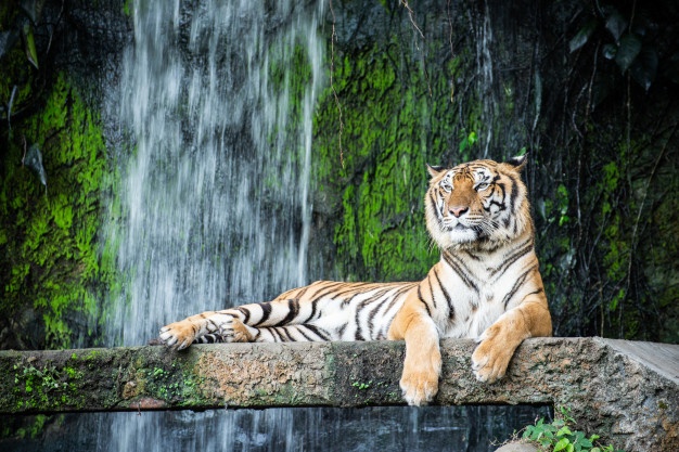 Tigre en un zoológico tumbado con cascada detrás